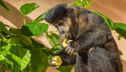 Macaco Prego. (Sapajus Nigritus)