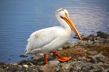 Fototapeta na wymiar pelican yellowstone