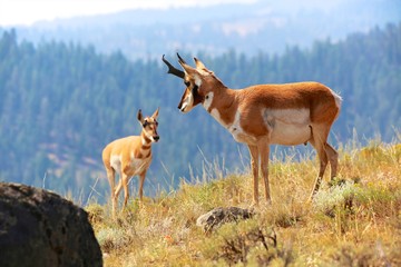 pronghorn antelope Yellowstone