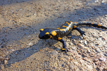 fire salamander