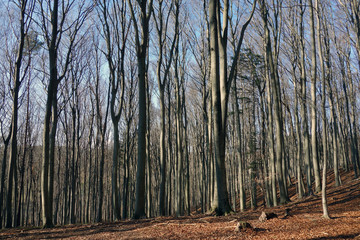 beech forest