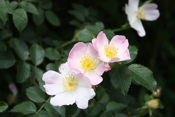 Pink Flowers of wild dog rose in spring