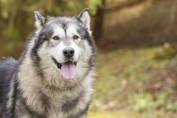 Close-up of an Alaskan Malamute in nature. Horizontal with copy space