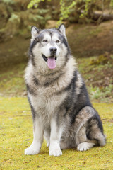 Portrait of an Alaskan Malamute sitting in a park.