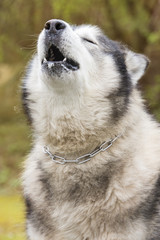 Close-up of an Alaskan Malamute howling. Vertical