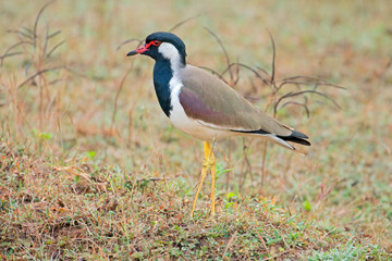 A red-wattled lapwing (Vanellus indicus), Kanha National Park, India.