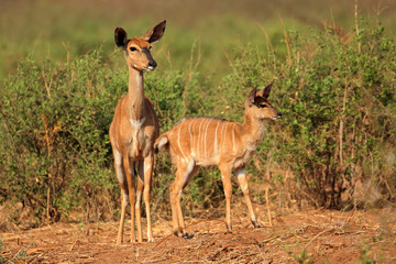 Nyala antelopes (Tragelaphus angasii) in natural habitat, Kruger National Park, South Africa.