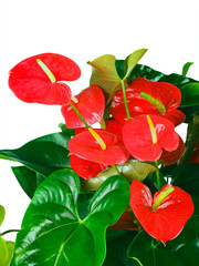 Red anthurium flowers