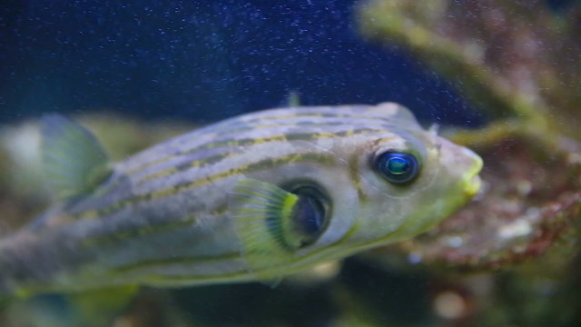 Dog Face Puffer (Arotrhon hispidus) floats in special tank with lighting and oxygen generator.