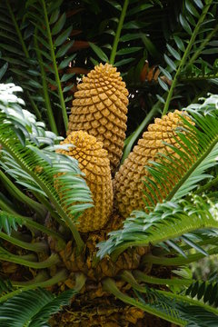 Fruchtstand der Modjadjis Palme (Encephalartos transvenosus), Brotpalmfarn, im Stadtpark, Funchel, Madeira, Portugal
