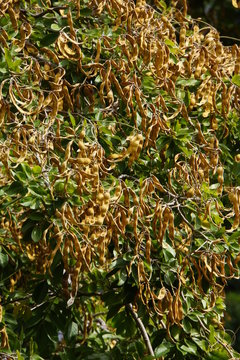 Fr&uuml;chte des Palisanderbaum (Dalbergia domingensis , Synonym Lonchocarpus sericeus) im Stadtgarten, Funchal, Madeira, Portugal