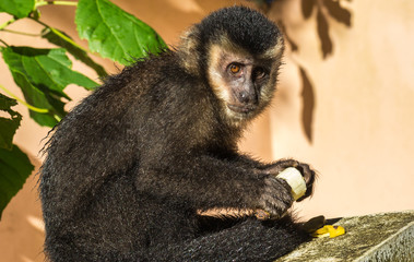 Obraz premium Macaco Prego. (Sapajus Nigritus)