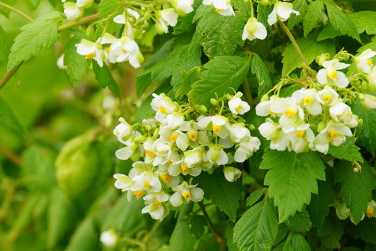 Ballonrebe, Herzsame (Cardiospermum halicacabum)