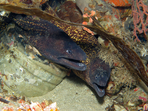 Mediterranean moray eel (Muraena helena)