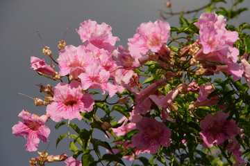 Rosa Trompetenwein (Podranea ricasoliana)