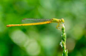 Coromandel Marsh Dart  Damselfly