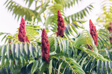 Staghorn sumac or velvet sumac