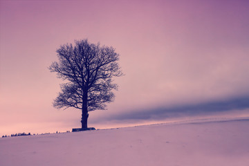 Tree on the snowy field at sunrise