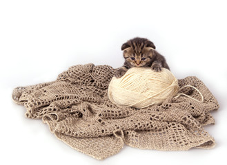 Fototapeta na wymiar Grey striped Scottish Fold kitten on a tangle of white wool