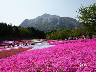 羊山公園の芝桜/秩父