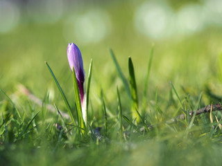 Lila / Voiletter Krokus auf Gras freigestellt
