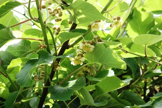 Blooming Kiwi tree in spring in Germany