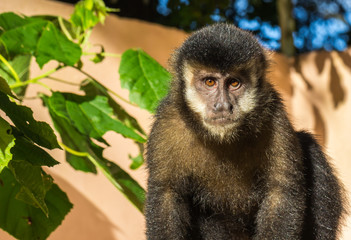 Macaco Prego. (Sapajus Nigritus)