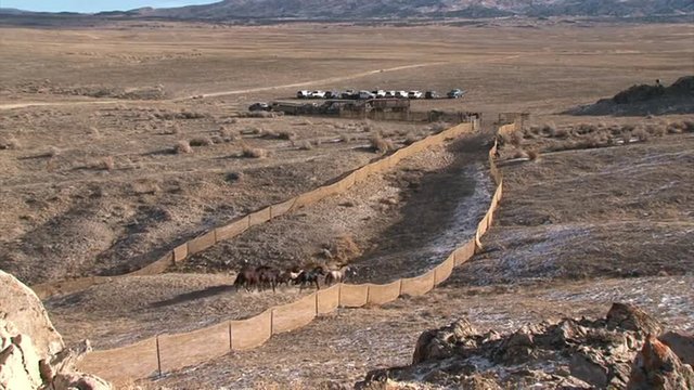 The Bureau of Land Management rounds up wild horses using helicopters.