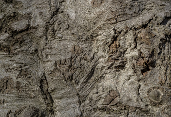 Bark detail