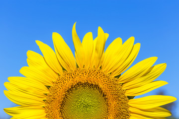 Sunflower blooming on blue sky background