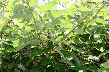 Obraz premium Kiwi plants under blue sky in spring