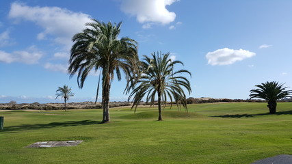Fototapeta premium Palmy na polu golfowym