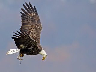 Bald Eagle In Flight Checking Fish
