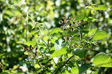 black blackberries thrive in garden