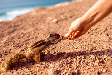 Human hand feeding moorish squirrel with nut on Fuerteventura island in Spain