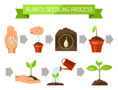 Seedling infographics with phases of plant growth. Image for advertising booklets, banners, flayers and articles