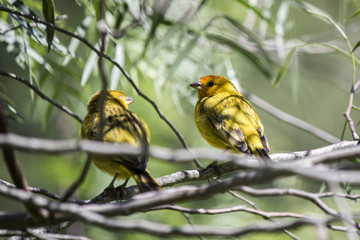 Double yellow birds perched in tree