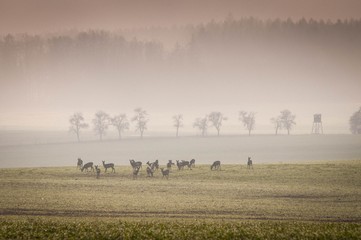 Chevreuil dans le pré avec forêt brumeuse
