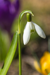 Fototapeta premium blooming snowdrop in the botanical garden