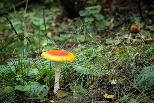 poisonous mushroom growing in the forest