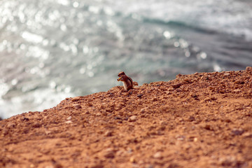 Moorish squirrel on Fuerteventura island in Spain