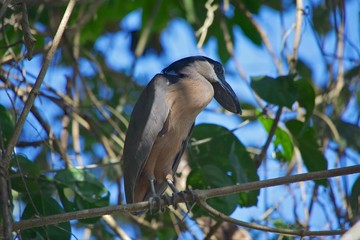 Boat-billed Heron (Cochlearius cochlearius) at the carara national park