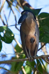 Boat-billed Heron (Cochlearius cochlearius) at the carara national park central america