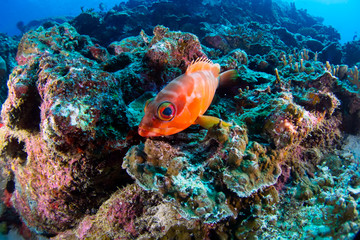 Solidier fish relaxing on the rock deep in the blue.