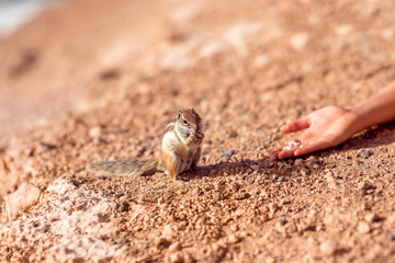 Human hand feeding moorish squirrel with nut on Fuerteventura island in Spain