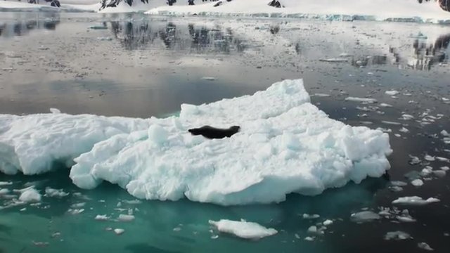 Crying Leopard Seal float sleeping on an Iceberg in Antarctica. Amazing beautiful views of Nature and landscape of snow, ice and white of Antarctic.