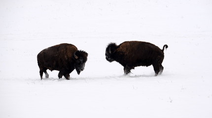 agression, 2 buffalo bulls bevore the fight