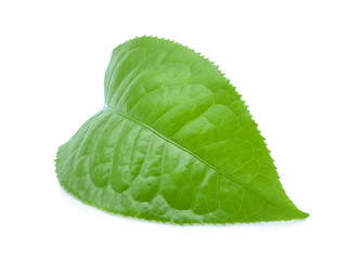 Naklejka na ściany i meble Green tea leaf isolated on white background