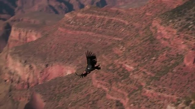 A condor soars over Grand Canyon National park.