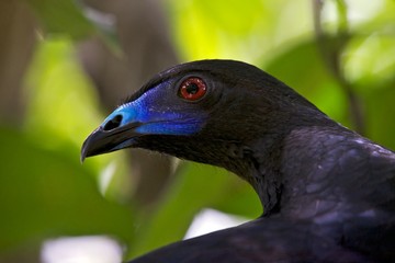 Naklejka premium Head of a black Guan (Chalaepetes unicolor) in costa rica central america